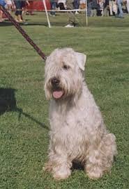 Soft Coated Wheaten Terrier Wire Basket Dog Muzzles Size