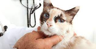 Cancer in animals, as well as in humans, has different forms. Cancer In Cats Symptoms And Treatment
