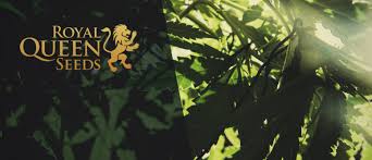 We did not find results for: Royal Queen Seeds Review A Major European Seedbank Cannaconnection Com