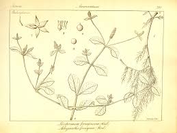 Image result for Psilotrichum