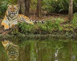 But they are not housed at or affiliated with spca tampa bay. Refuting Netflix Tiger King Big Cat Rescue