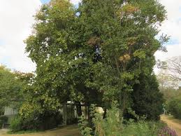 Image result for Terminalia phanerophlebia
