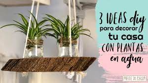 Terrazas y planta con pequeño jardín decoración foto de. Decorar Con Plantas En Agua 3 Ideas Diy Youtube