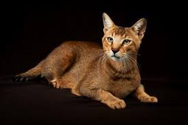 The male has the distinctive thick mane, the female (lioness) doesn't have it. List Of Domesticated Wild Cat Breeds Lovetoknow