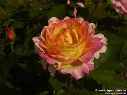 John doc anello, leader of swing machine big band, singer, sax player; Buy Malerrose Marc Chagall Floribunda Rose Agel Rosen