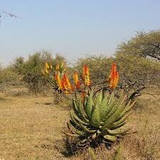 Image result for Cyphostemma lanigerum