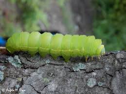 luna moth actias luna linnaeus 1758 butterflies and