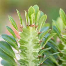 Image result for Euphorbia epicyparissias