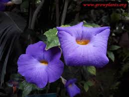Image result for Thunbergia erecta