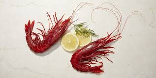 Fortunately, because of their hardy nature, they don't require much specialist care. This Giant Prawn Is The Best Seafood You Can Eat Says Ruth Reichl