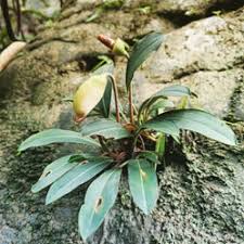 Image result for Hydrostachys polymorpha