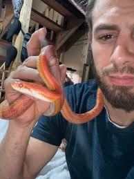 Is my snake a corn snake or a king snake?