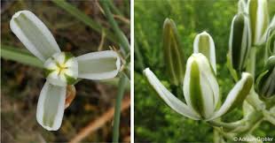 Image result for Albuca nigritana