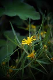 Image result for Geigeria burkei