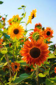 Autumn Harvest Sunflowers Sunflower Pictures Sunflowers And Daisies Beautiful Flowers