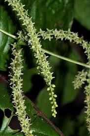 Image result for Dioscorea asteriscus