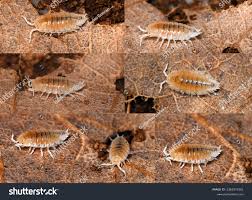 Image result for Isoberlinia tomentosa