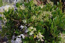 Image result for Apodytes