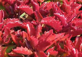 Image result for Kalanchoe latisepala