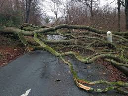 Maybe you would like to learn more about one of these? Tempete Miguel De Nombreuses Chutes D Arbres Dans Le Nord Lille Actu