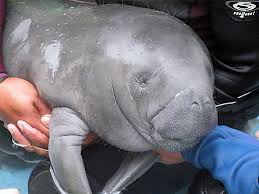 I think we can all agree on that. Baby Manatee Are Cute