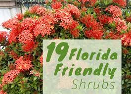 Drought tolerant florida plants full sun. The Best Shrubs To Grow In Florida 19 Florida Friendly Shrubs