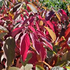 Image result for Cornus