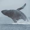 Humpback whales are very interesting animals and not only protect seals but protect almost any it was on one of these busy whale days that i finally realised why whales breach. Https Encrypted Tbn0 Gstatic Com Images Q Tbn And9gctthrcl0 0hdfzjlhskjdn 2u73 3v Nou5qkzubeibku D5myz Usqp Cau