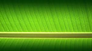 Check spelling or type a new query. Banana Tree Leaf Background 960x539 Wallpaper Teahub Io