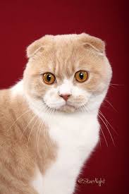 Stirling Bridge Cattery British Shorthair Scottish Fold Boys Cat Scottish Fold Scottish Fold British Shorthair
