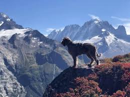 The tour du mont blanc is a unique trek of approximately 200km around mont blanc that can be completed in between 7 and 10 days passing through italy, switzerland and france. Can I Take My Dog On The Tour Du Mont Blanc Tour Du Mont Blanc Hike