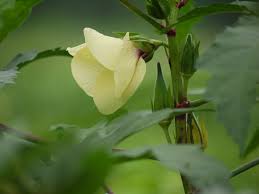 Image result for Abelmoschus