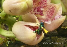 Both bees and flowers of rapeseed are mutually adapted to each other. The Orchid And The Orchid Bee A Love Story By Carlos Zorrilla Medium