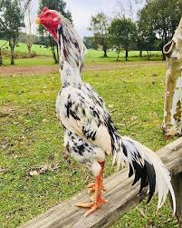 We did not find results for: 6 Jenis Ayam Terbaik Di Dunia Bisa Dipelihara Di Rumah Merdeka Com