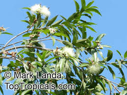 Image result for Syzygium jambos