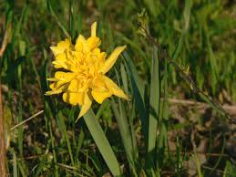 In michigan, spring is marked by the arrival of spring beauty, marsh marigold, bloodroot, wood poppies, and wild columbine. Free Photo Wild Yellow Flowers Beautiful Bspo06 Flowers Free Download Jooinn