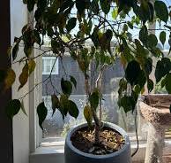 What is causing my Ficus tree's yellowing leaves?