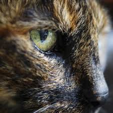 Pourquoi Mon Chat A T Il Les Yeux Qui Pleurent Oeil Qui Pleure Chat Yeux