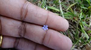 Image result for Wahlenbergia androsacea