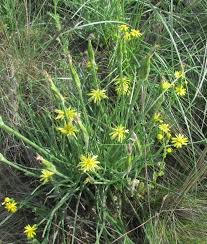 Image result for Calostephane divaricata