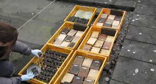 Wat kost het om zwarte schimmel te verwijderen? Schimmel Beschermt Hout Tegen Rot De Ingenieur