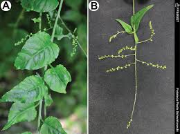 Image result for Lophiocarpus polystachyus