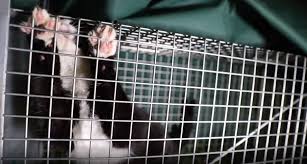 Colonies that are involved in tnr diminish in size over time. 88 Cats Euthanised By Auckland Council Since March As Activists Fork Out Thousands To Desex Strays Nz Herald