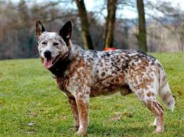Black Australian Cattle Dog Blue Heeler Mix Dog Breeds A Australian Cattle Dog Page 26 Heeler Puppies Smartest Dog Breeds Austrailian Cattle Dog