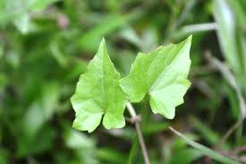 Image result for Grewia micrantha
