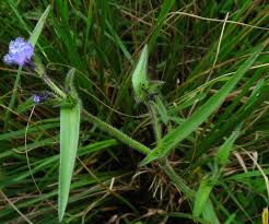 Image result for Cyanotis arachnoidea