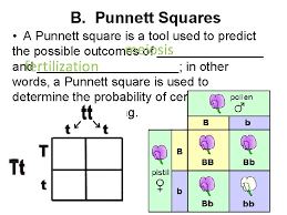 A punnett square is a graphical representation of the possible genotypes of an offspring arising from a some terms are often used in the study of genetics and these are particularly useful in understanding the. Unit 8 Meiosis And Mendel Genetics And Inheritance