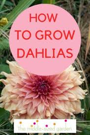 Growing Dahlias Everything You Need To Know The Middle Sized Garden Growing Dahlias Dahlias Garden Dahlia
