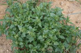 Image result for Chenopodiastrum