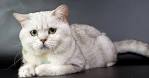 British Shorthair Cat Breed Information, Pictures ...
